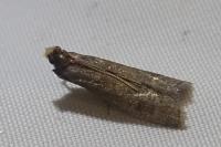 Eccopisa effractella
