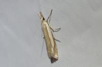 Crambus pascuella