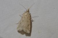 Eudonia pallida