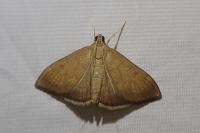 Anania terrealis