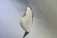 Cilix hispanica