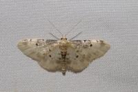 Idaea filicata