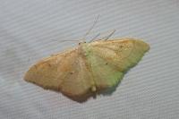 Idaea rubraria
