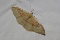 Idaea degeneraria
