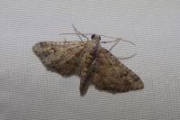 Gymnoscelis rufifasciata