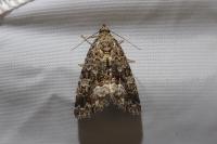 Deltote pygarga