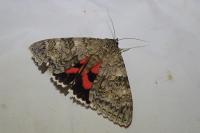 Catocala nupta
