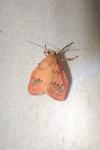 Miltochrista miniata