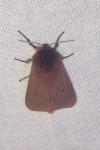 Phragmatobia fuliginosa