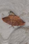Watsonalla binaria