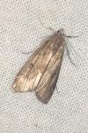 Parapoynx stratiotata