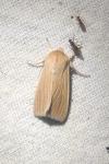 Mythimna pallens