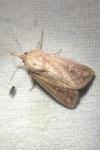 Mythimna ferrago