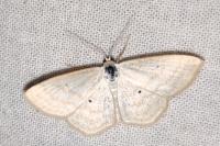 Scopula immutata