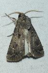 Agrotis bigramma