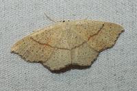Cyclophora punctaria