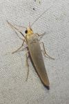 Eilema caniola