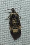 Endothenia marginana