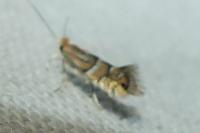 Phyllonorycter ulmifoliella