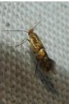 Phyllonorycter ulmifoliella