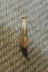 Phyllonorycter quercifoliella