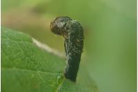 Coleophora anatipennella