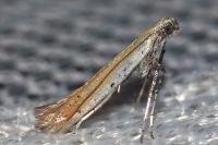 Aspilapteryx tringipennella