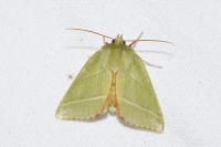Pseudoips prasinanus