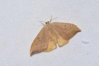 Watsonalla binaria