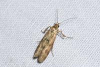Homoeosoma sinuella