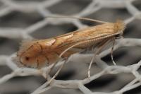 Phyllonorycter quercifoliella
