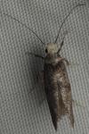 Paraswammerdamia nebulella