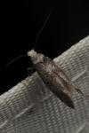 Paraswammerdamia nebulella