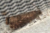Grapholita funebrana/molesta