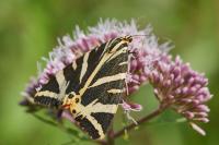 Euplagia quadripunctaria