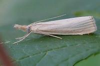 Agriphila straminella