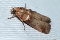 Acrobasis tumidana