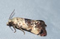 Cochylis posterana