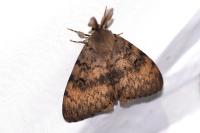 Lymantria dispar