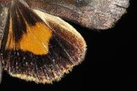 Noctua janthina