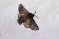 Thaumetopoea processionea