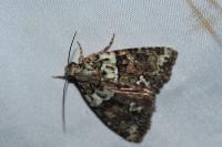 Cryphia algae