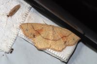 Cyclophora punctaria