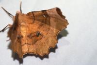 Selenia lunularia