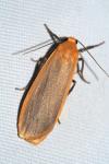 Katha depressa