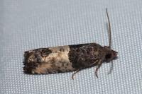 Spilonota ocellana