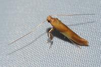 Caloptilia robustella