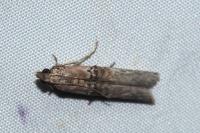 Nephopterix angustella