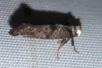 Paraswammerdamia nebulella