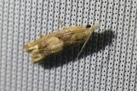 Eucosma conterminana